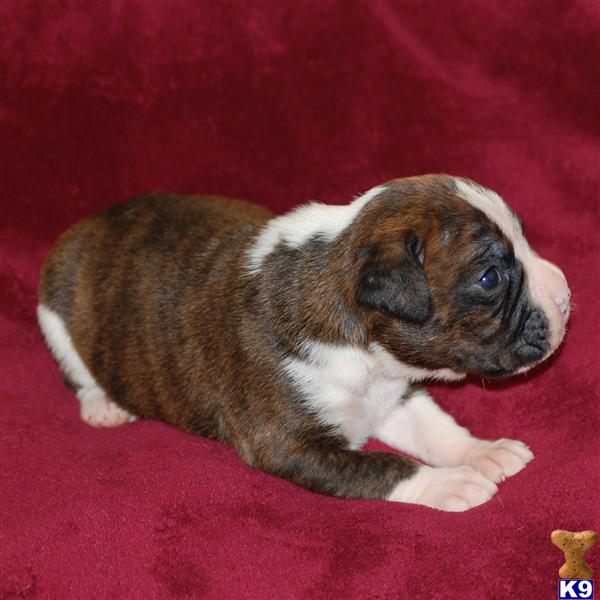 Boxer Puppies in FL